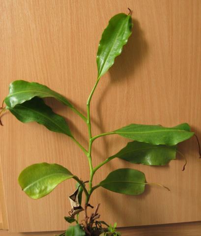 Nepenthes maxima × veitchii