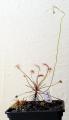 Drosera affinis