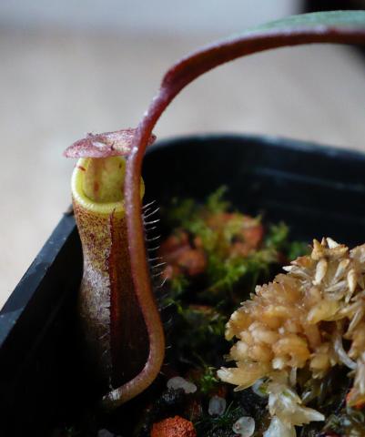 Nepenthes gracillima