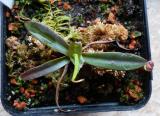 Nepenthes gracillima
