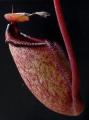 Nepenthes rajah