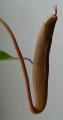 Nepenthes ramispina