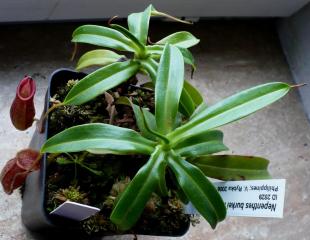 Nepenthes burkei