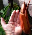 Nepenthes thorelii × truncata