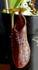 Nepenthes izumiae