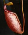 Nepenthes mira