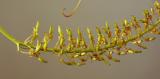 Nepenthes alata × ventricosa