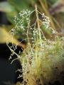 Utricularia alpina × endresii