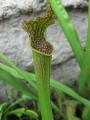 Sarracenia leucophylla × rubra