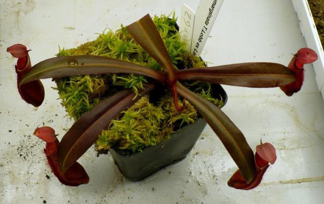 Nepenthes albomarginata 