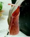 Nepenthes albomarginata "red form"