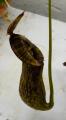 Nepenthes mirabilis var. echinostoma