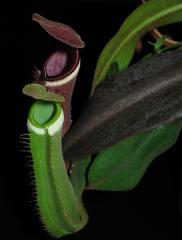 Nepenthes albomarginata "red form" a Nepenthes albomarginata "green form" 