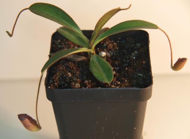 Nepenthes argentii