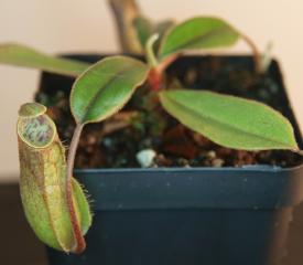 Nepenthes tomoriana