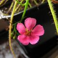 Drosera indica "Lime green plant, cerise flowers"