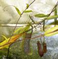 Nepenthes adnata