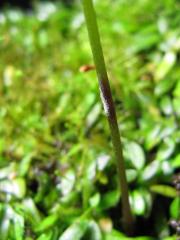 padlí na květním stvolu Utricularia dichotoma