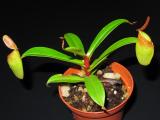 Nepenthes dubia