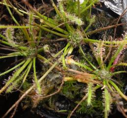 Drosera filiformis × intermedia