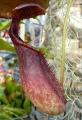 Nepenthes ephippiata