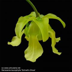 Sarracenia leucophylla 'Schnell's Ghost'