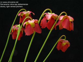 Sarracenia rubra subsp. alabamensis