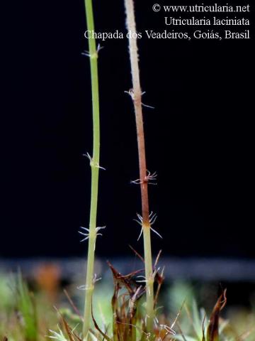 Utricularia laciniata