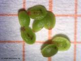 Drosera omissa × pulchella