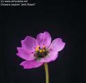 Drosera zeyheri "Pink flower"
