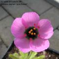 Drosera zeyheri "Pink flower"