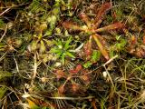 Drosera viridis , Drosera ascendens a Drosera communis