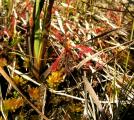 Drosera grantsaui a Utricularia subulata