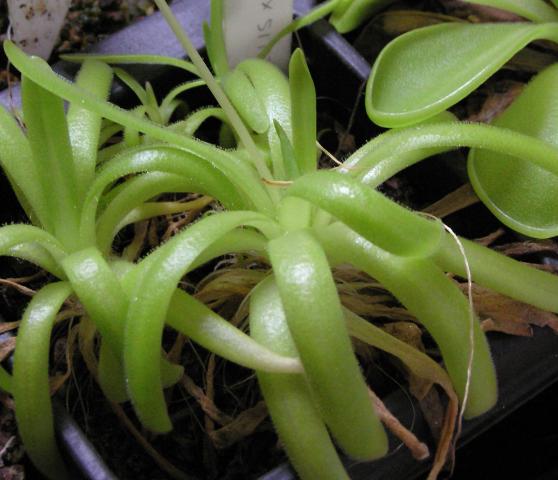 Pinguicula gracilis × moctezumae