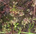 Drosera viridis a Drosera communis