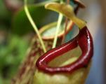 Nepenthes ventricosa × talangensis