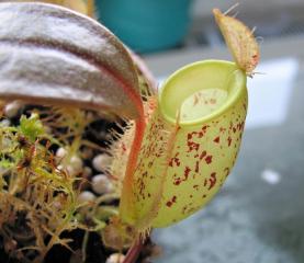 Nepenthes ampullaria "Red speckled"
