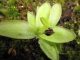 Pinguicula longifolia subsp. causensis