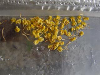 Sarracenia × Mitchelliana - opadlé tyčinky