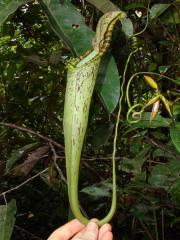 Nepenthes baramensis