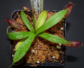 Nepenthes spectabilis × aristolochioides