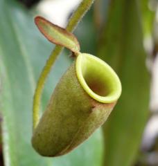 Nepenthes ampullaria - horní láčka