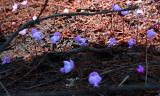Utricularia purpurea