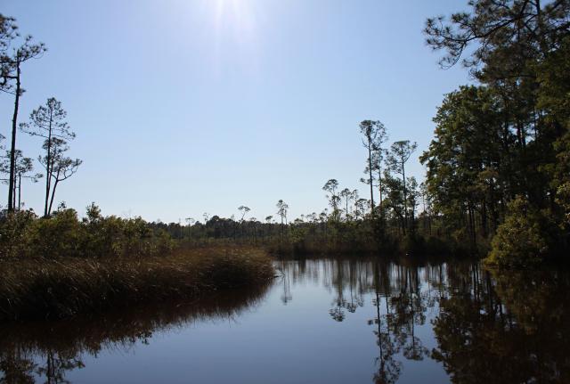 biotop špirlic, rosnatek a bublinatek - Tate's Hell State Forest, Florida