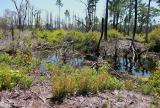 biotop Utricularia purpurea a jiných MR - Tate's Hell State Forest, Florida