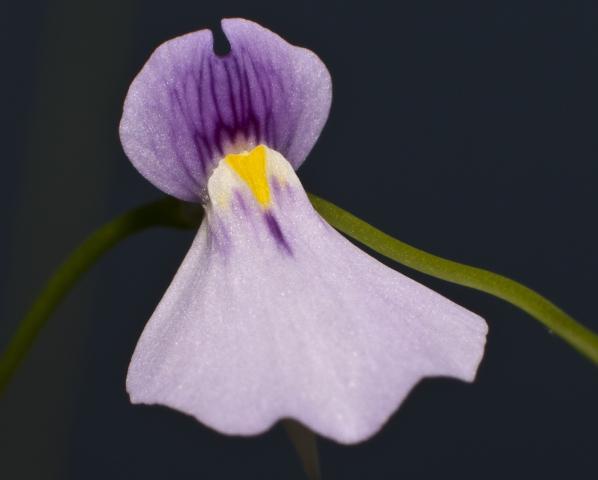 Utricularia blanchetii 