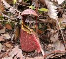 Nepenthes rafflesiana