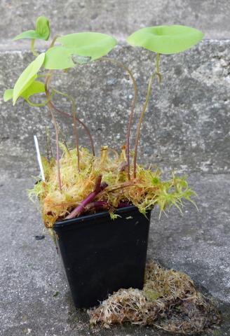 Utricularia nelumbifolia × reniformis