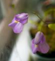 Utricularia endresii