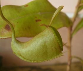 Nepenthes ampullaria